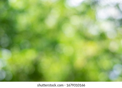 Green Bokeh On Nature Abstract Blur Background Green Bokeh From Tree.