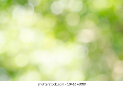 Green Bokeh Out Of Focus Background From Nature Forest