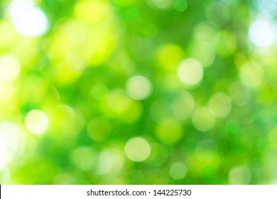 Green Bokeh From Tree