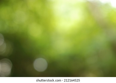 Green Bokeh From Tree. 