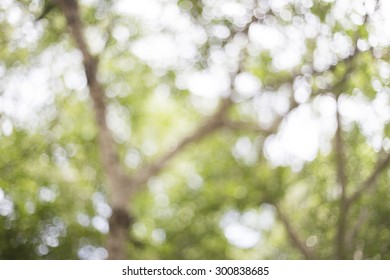 Green Boken In Forest 