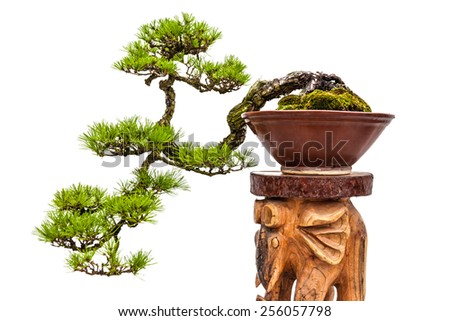 Green bonsai pine tree or asian ornamental or decorative plant in brown ceramic pot on wooden stand on white background