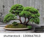 green bonsai tree against modern concrete wall