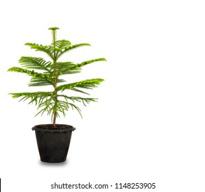 Norfolk Island Pine Images Stock Photos Vectors Shutterstock