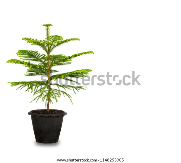 Green Bonsai Tree Pine Plastic Pot Stock Photo Edit Now