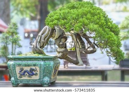 Green bonsai tree in a pot plant in the shape of the stem is shaped artisans create beautiful art in nature