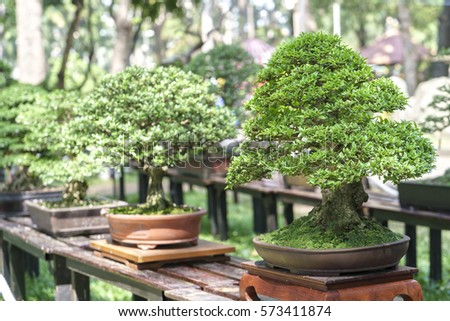 Green bonsai tree in a pot plant in the shape of the stem is shaped artisans create beautiful art in nature