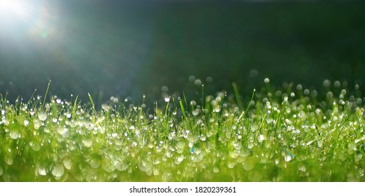 Green border of grass. Many dew drops glow and sparkle in sun in morning fresh wet grass in nature. Beautiful bokeh circles. - Powered by Shutterstock
