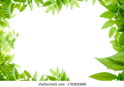 Green border and tree leafs  - Shutterstock ID 1783820888