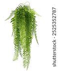 Green Boston ferns are beautifully green. Common sword fern leaves hang on walls for offices or decorate houses. Separate green houses on a white background.