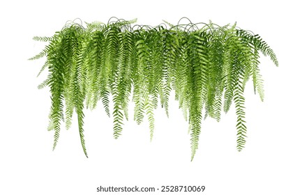 Green Boston ferns are beautifully green. Common sword fern leaves hang on walls for offices or decorate houses. Separate green houses on a white background.