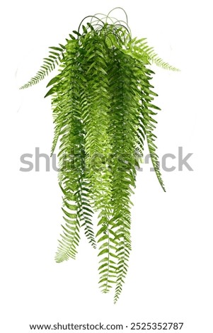 Green Boston ferns are beautifully green. Common sword fern leaves hang on walls for offices or decorate houses. Separate green houses on a white background.