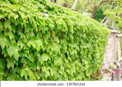 Green Boston Ivy On The Wall