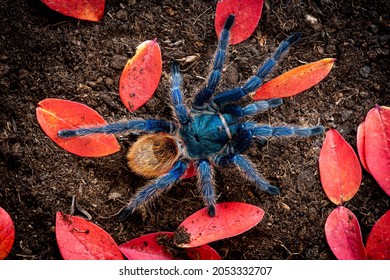 82 Green bottle blue tarantula Images, Stock Photos & Vectors ...