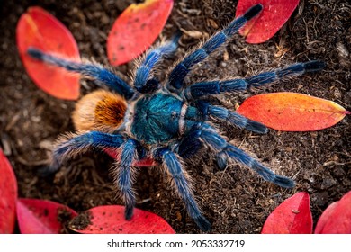 82 Green bottle blue tarantula Images, Stock Photos & Vectors ...