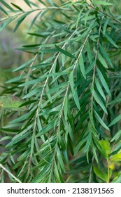 Green Bottle Brush Plant Branches Closeup