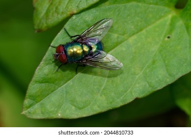 Green Bottle Fly - Lucilia sp