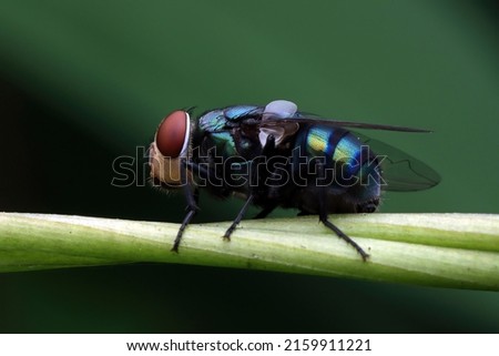 Green bottle fly on the branch, Housefly closeup on green leaves, Housefly closeup on isolated background