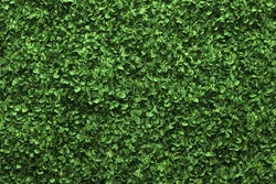 green box hedge background with green leaves, a Nature Photo by Maksym Bondarchuk