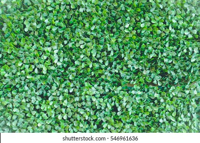 Green Box Hedge Background With Green Leaves