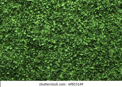 green box hedge background with green leaves