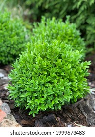 Green Boxwood In A Flowerbed. Mulching Flower Beds With Mulch From Natural Coniferous Bark.