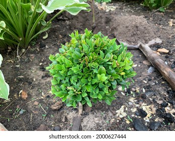 Green Boxwood In A Flowerbed. Mulching Flower Beds With Mulch From Natural Coniferous Bark.	