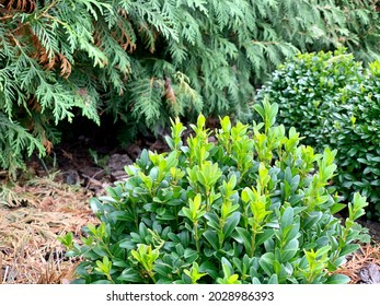 Green Boxwood In A Flowerbed. Mulching Flower Beds With Mulch From Natural Coniferous Bark.	