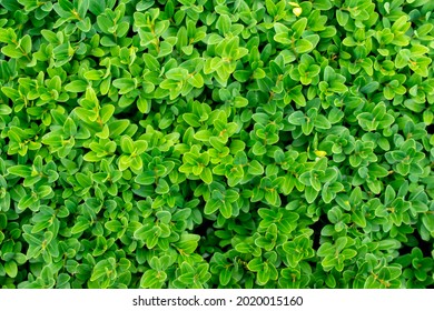 Green Boxwood Twigs With Visible Details. Background Or Texture