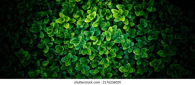 Green Boxwood Twigs With Visible Details. Background Or Texture