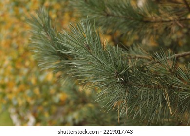 Green Branch Of Beautiful Conifer Tree In Forest, Closeup