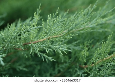 green branch close-up, green branch of conifer, texture of conifer needles - Powered by Shutterstock