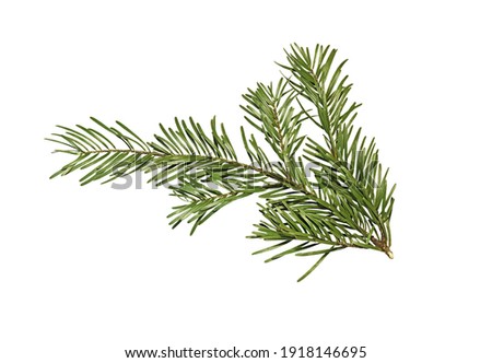 Green branch of fir tree isolated on white background. Christmas tree branch.