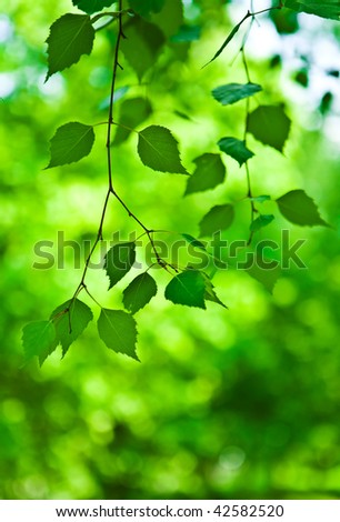 Similar – green leaves of a tree top