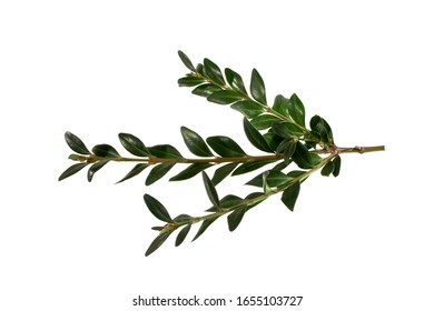 green branch isolated on white background - Shutterstock ID 1655103727