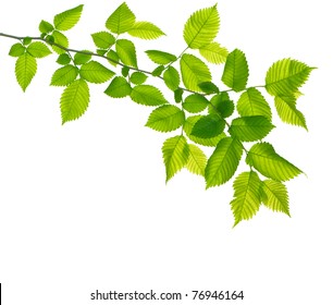 Green Branch Isolated On White