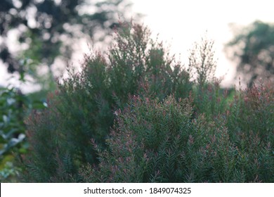 Green Branch Of Juniperus Virginiana Or Virginian Juniper Or Eastern Juniper 