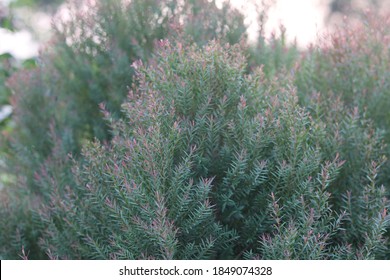 Green Branch Of Juniperus Virginiana Or Virginian Juniper Or Eastern Juniper 