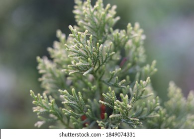 Green Branch Of Juniperus Virginiana Or Virginian Juniper Or Eastern Juniper 