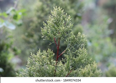 Green Branch Of Juniperus Virginiana Or Virginian Juniper Or Eastern Juniper 