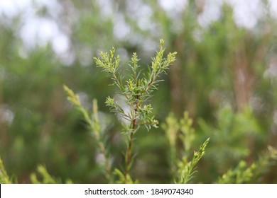 Green Branch Of Juniperus Virginiana Or Virginian Juniper Or Eastern Juniper 