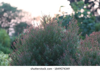 Green Branch Of Juniperus Virginiana Or Virginian Juniper Or Eastern Juniper 