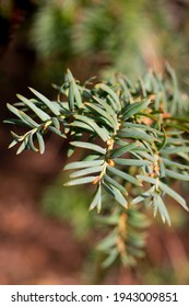 Green Branch Of Juniperus Virginiana Or Virginian Juniper Or Eastern Juniper