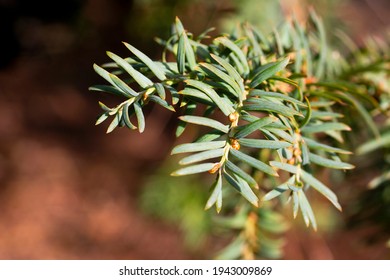 Green Branch Of Juniperus Virginiana Or Virginian Juniper Or Eastern Juniper