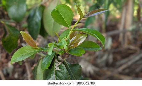 A Green Branch Of Khat Plant Closeup Image