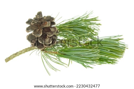 A green branch of a pine tree with cones. Christmas tree branches. Coniferous tree branch with cones . Pine branch isolated without shadow. Winter holiday decor.