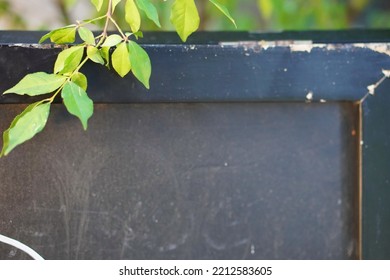 A Green Branch Of A Plant On A Background Of A Wooden Black Board For An Inscription With Worn Edges Close-up
