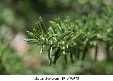 Green branch of rosemary with unfocused background.