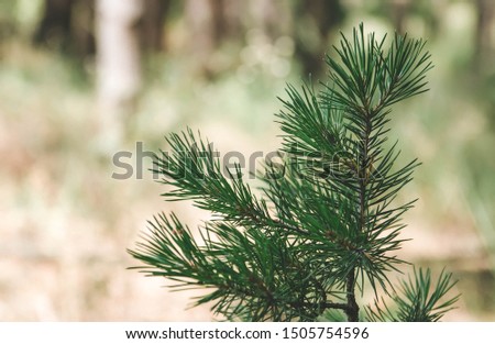 Green branch spruce, paw spruce, forest, plant