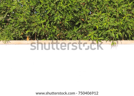 Similar – greenwall Bushes Green